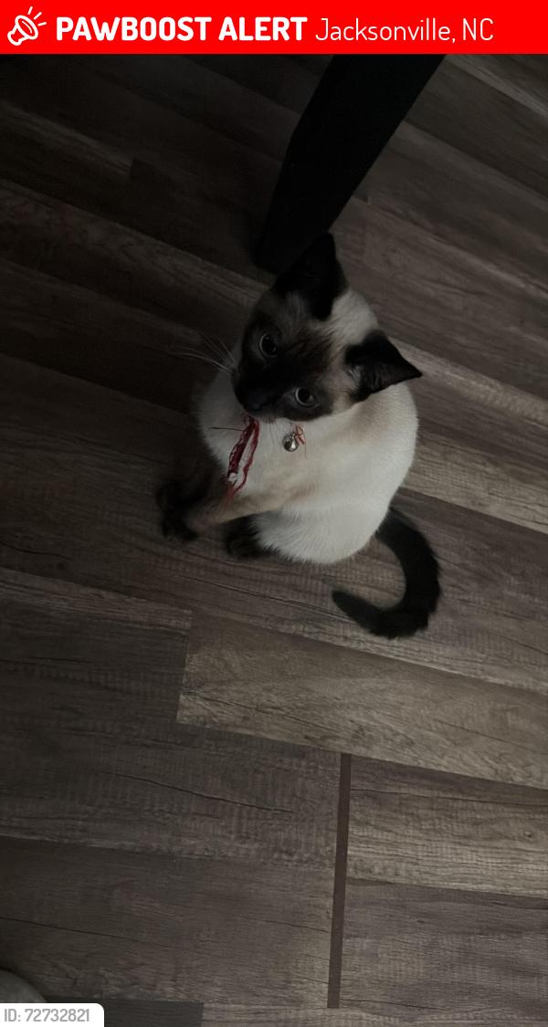 Lost Female Cat last seen Near Hunting Green Dr, Jacksonville, NC 28546
