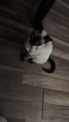 Lost Female Cat last seen Near Hunting Green Dr, Jacksonville, NC 28546