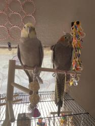 Lost Male Bird last seen San Mateo and Menual, Albuquerque, NM 87110