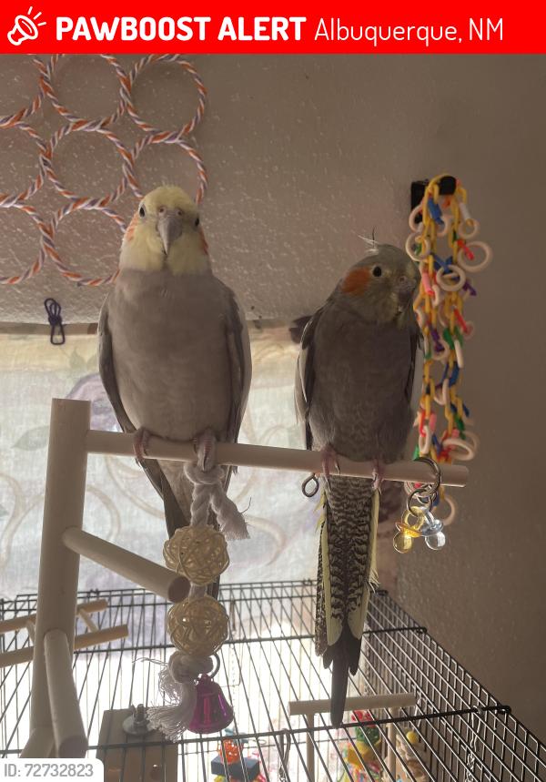 Lost Male Bird last seen San Mateo and Menual, Albuquerque, NM 87110