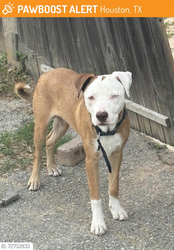 Found/Stray Male Other last seen By the allendale church , Houston, TX 77017