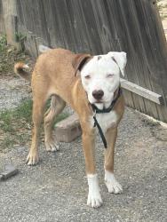 Found/Stray Male Other last seen By the allendale church , Houston, TX 77017