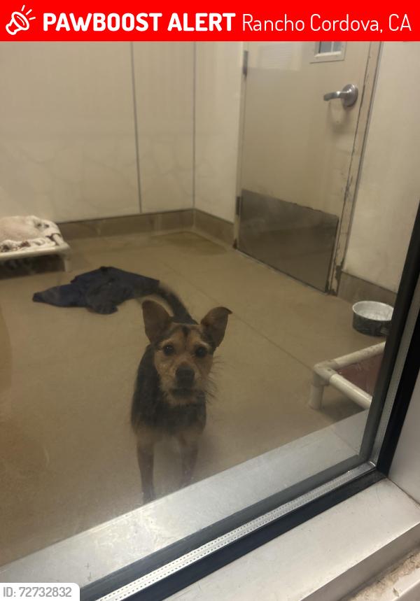 Lost Male Dog last seen Mills station road, Rancho Cordova, CA 95827