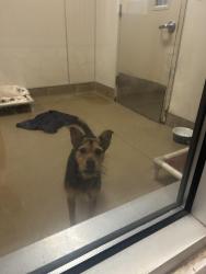 Lost Male Dog last seen Mills station road, Rancho Cordova, CA 95827