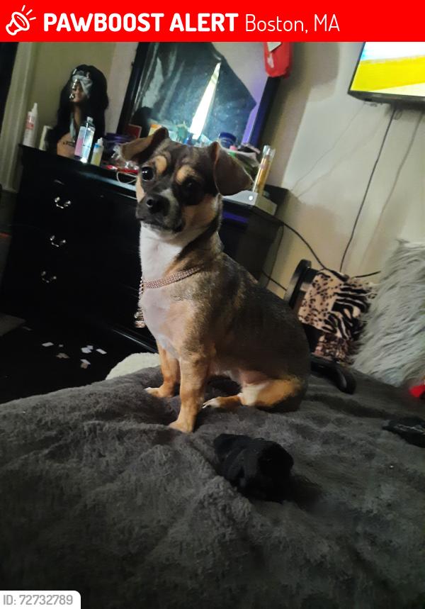 Lost Female Dog last seen Near Gavin way south boston , Boston, MA 02127