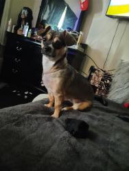 Lost Female Dog last seen Near Gavin way south boston , Boston, MA 02127