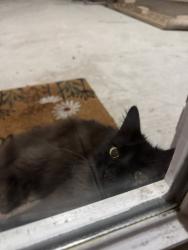 Found/Stray Female Cat last seen New York and Green Oaks, Arlington, TX 76012