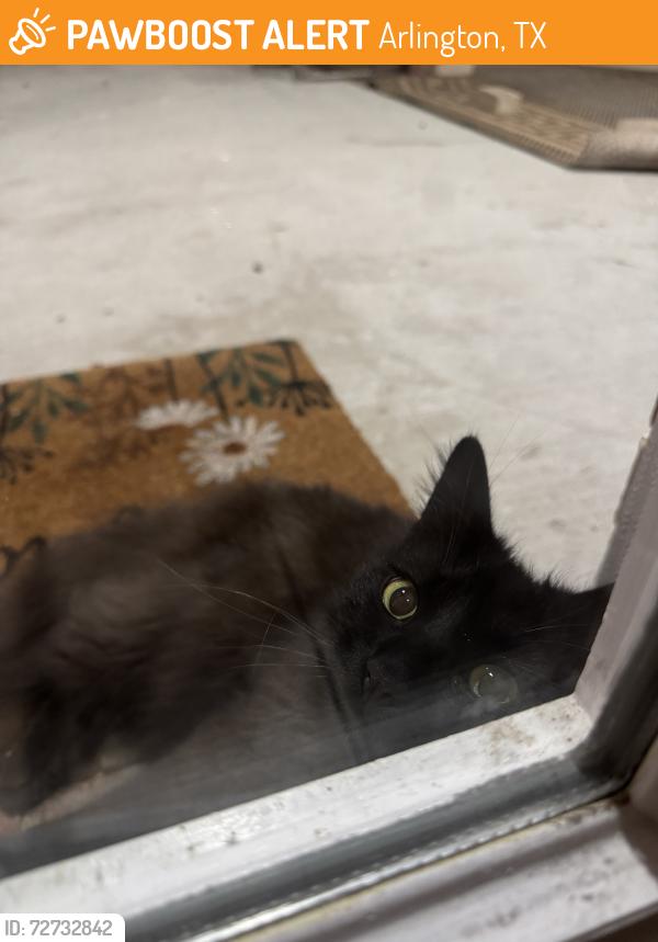 Found/Stray Female Cat last seen New York and Green Oaks, Arlington, TX 76012
