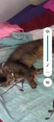 Lost Female Cat last seen Hi 79, Rockdale, TX 76567