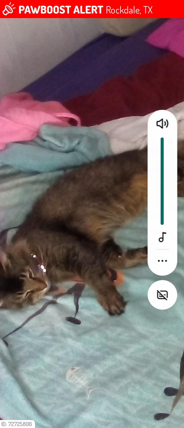 Lost Female Cat last seen Hi 79, Rockdale, TX 76567