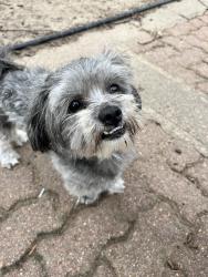 Found/Stray Male Dog last seen Edgemoor and Orme , Wichita, KS 67218