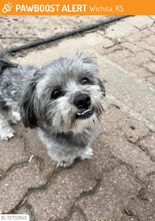 Found/Stray Male Dog last seen Edgemoor and Orme , Wichita, KS 67218