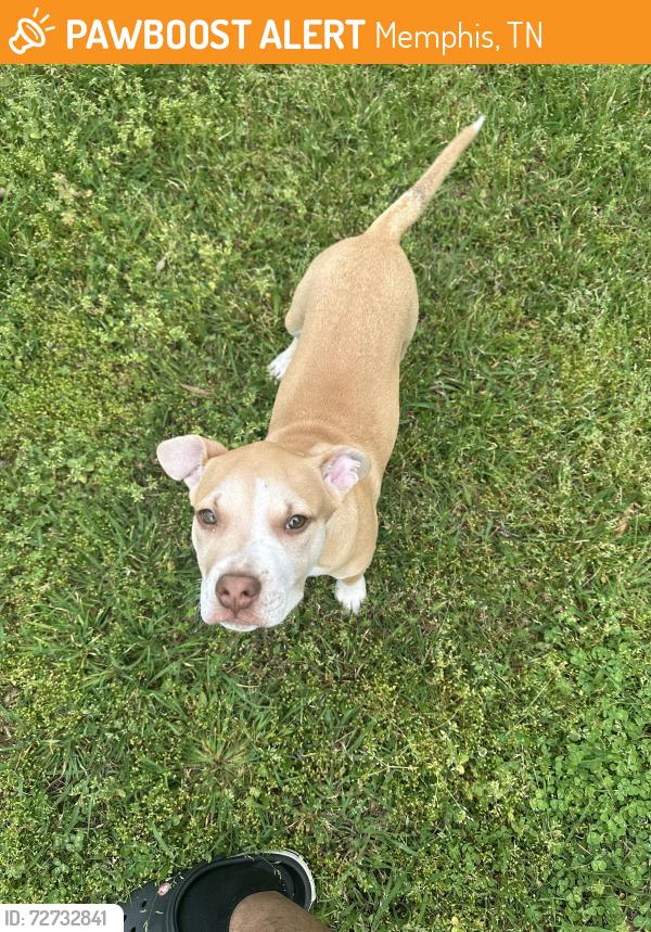 Found/Stray Male Dog last seen Valley Oak Dr & Crystal Oak Dr, Memphis, TN 38141