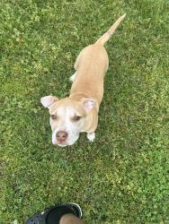 Found/Stray Male Dog last seen Valley Oak Dr & Crystal Oak Dr, Memphis, TN 38141