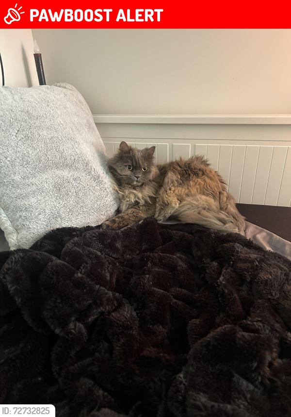 Lost Female Cat last seen Glenaire drive, Metro Vancouver, BC 