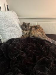 Lost Female Cat last seen Glenaire drive, Metro Vancouver, BC 