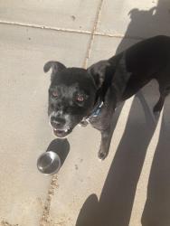Found/Stray Female Dog last seen Cantara Ln SW, Albuquerque, NM 87121