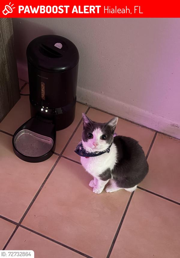 Lost Female Cat last seen 24th ave , Hialeah, FL 33016