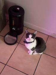 Lost Female Cat last seen 24th ave , Hialeah, FL 33016