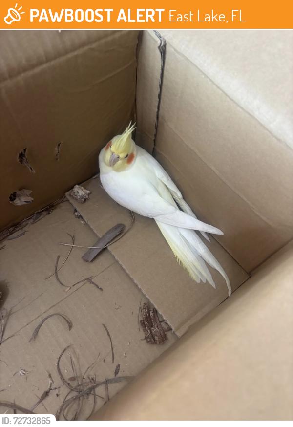 Found/Stray Unknown Bird last seen Ridgemore , East Lake, FL 34685