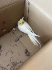 Found/Stray Unknown Bird last seen Ridgemore , East Lake, FL 34685