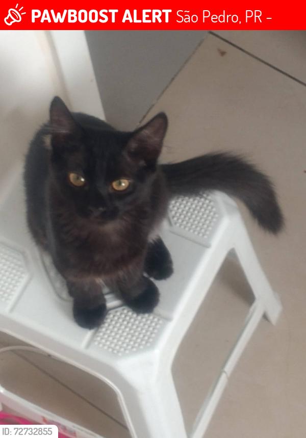 Lost Male Cat last seen Rua Joinville , São Pedro, PR 83020-335