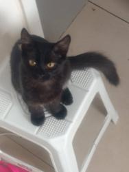 Lost Male Cat last seen Rua Joinville , São Pedro, PR 83020-335