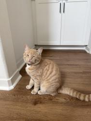 Lost Male Cat last seen Friendship park, Temecula, CA 92592