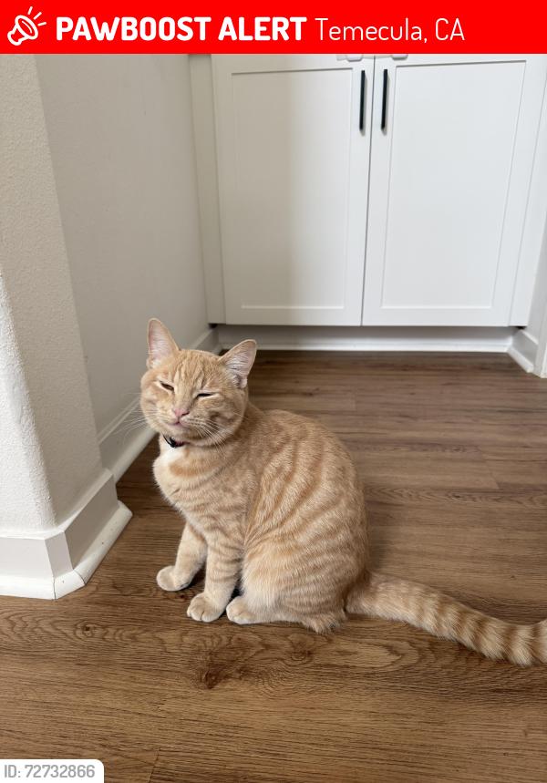 Lost Male Cat last seen Friendship park, Temecula, CA 92592