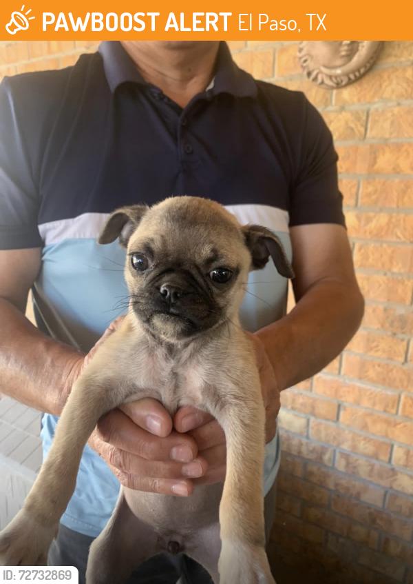 Found/Stray Female Dog last seen Westwind dr , El Paso, TX 79912
