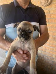 Found/Stray Female Dog last seen Westwind dr , El Paso, TX 79912