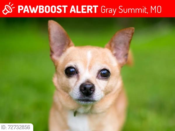 Lost Male Dog last seen Gray S, Gray Summit, MO 63039