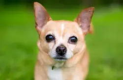 Lost Male Dog last seen Gray S, Gray Summit, MO 63039