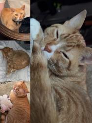 Lost Male Cat last seen Bucks Hill Area, Waterbury, CT 06704