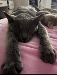 Lost Male Cat last seen near denker, Gardena, CA 90247
