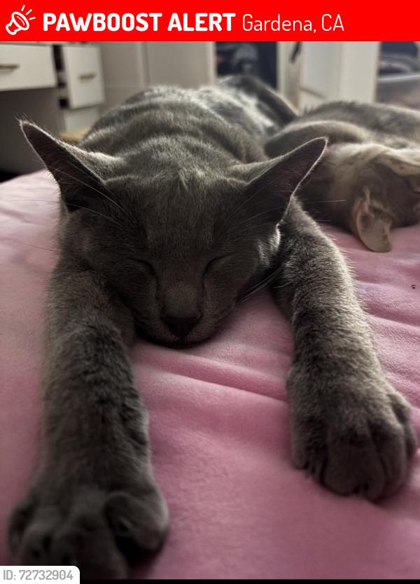 Lost Male Cat last seen near denker, Gardena, CA 90247