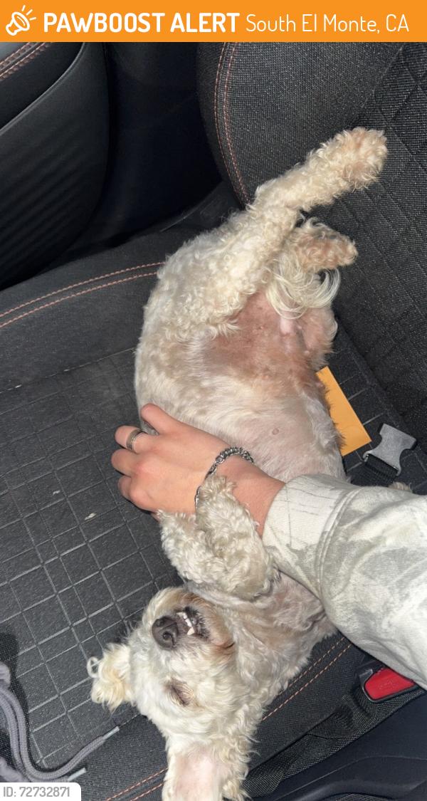 Found/Stray Female Dog last seen Broadmead, Fruitvale , South El Monte, CA 91733