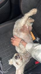 Found/Stray Female Dog last seen Broadmead, Fruitvale , South El Monte, CA 91733