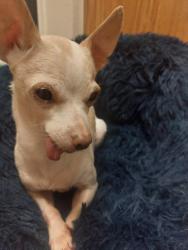 Lost Female Dog last seen Schlotzkys, Arlington, TX 76006