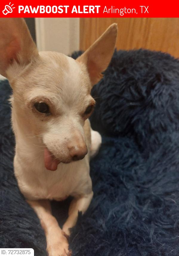 Lost Female Dog last seen Schlotzkys, Arlington, TX 76006