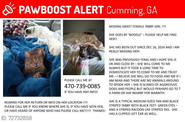 Lost Female Cat last seen aquatic center Pilgrim Mill road all the way to Northside hosp, Cumming, GA 30040