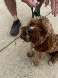 Found/Stray Male Dog last seen Clipper lane, Fort Worth, TX 76179