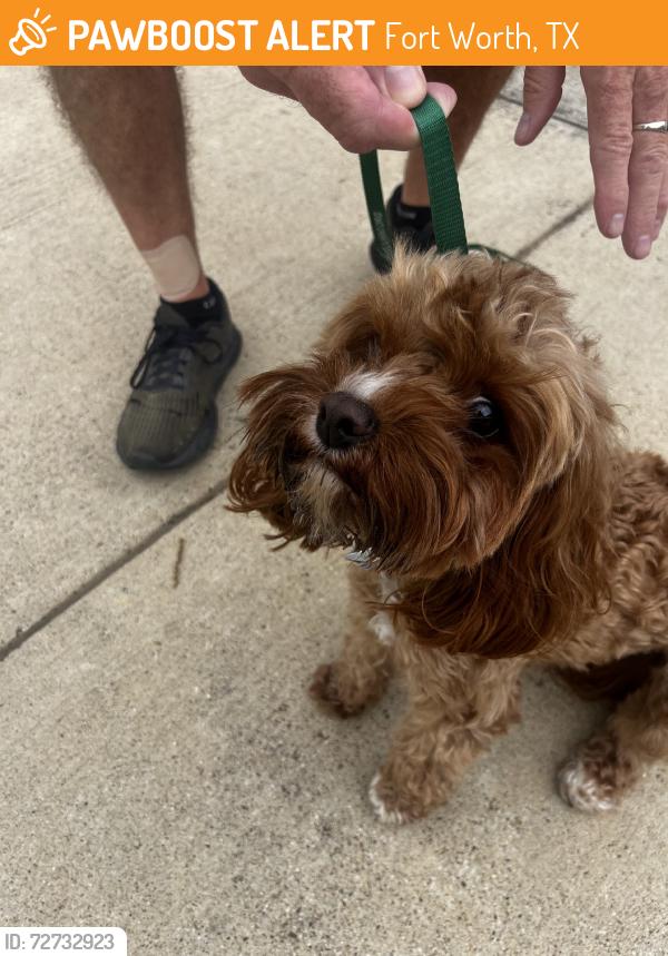 Found/Stray Male Dog last seen Clipper lane, Fort Worth, TX 76179