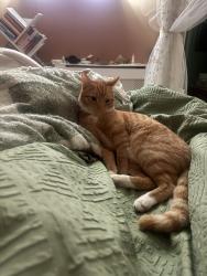 Lost Male Cat last seen Rivertons , Vange, England SS16