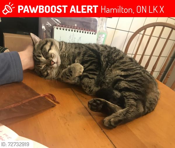Lost Male Cat last seen Fox convince near king and parkdale , Hamilton, ON L8K 1X7