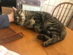 Lost Male Cat last seen Fox convince near king and parkdale , Hamilton, ON L8K 1X7