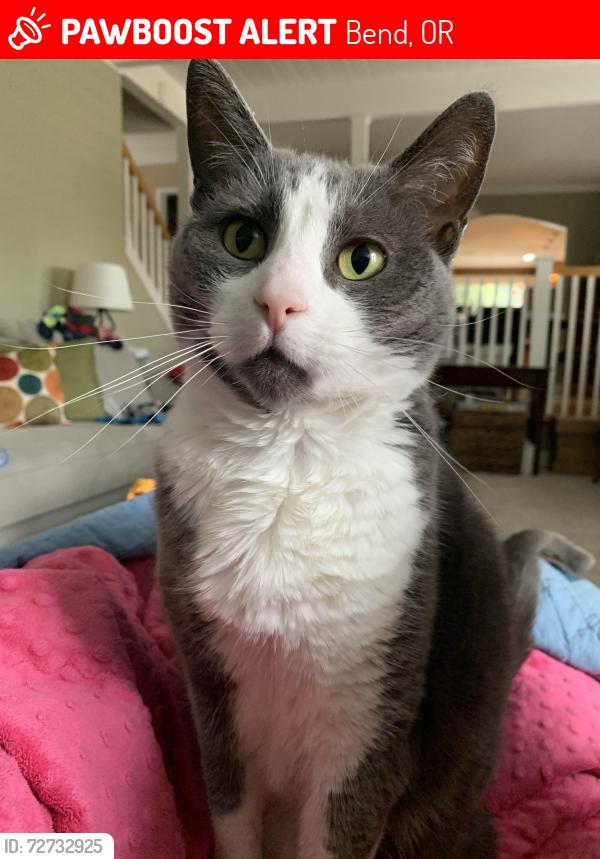 Lost Female Cat last seen NW Summerhill Drive, Bend OR, Bend, OR 97703