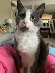 Lost Female Cat last seen NW Summerhill Drive, Bend OR, Bend, OR 97703