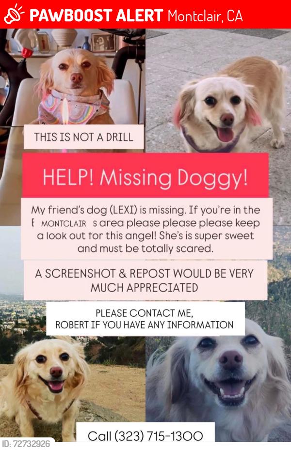 Lost Female Dog last seen Montclair , Montclair, CA 91763