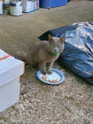 Found/Stray Unknown Cat last seen Town East Blvd , Mesquite, TX 75150